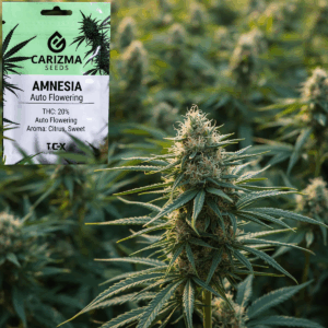 Amnesia(Auto)