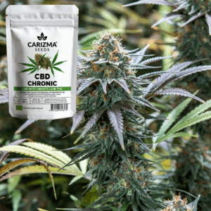 CBD Chronic(CBD)