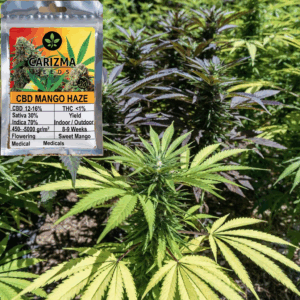 CBD Mango Haze(CBD)