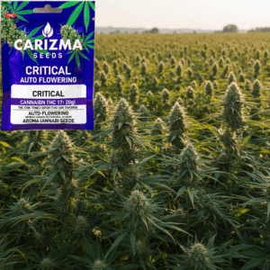 Critical(Auto)