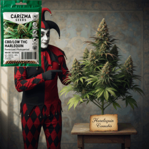 Harlequin(CBD)