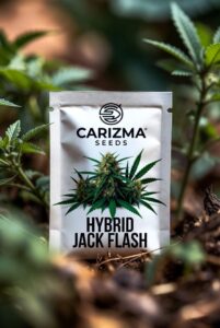 Jack Flash (Hybrid)