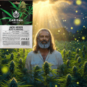 Jack Herer(Auto)