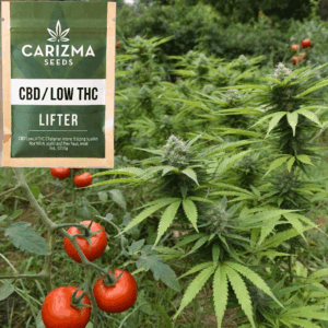 Lifter(CBD)