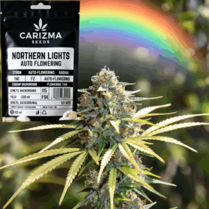 Northern Lights(Auto)