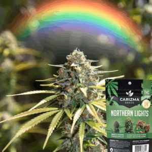 Northern Lights