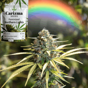 Northern Lights(Fem)