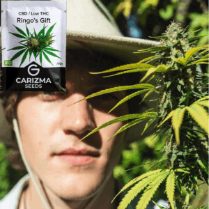 Ringo's Gift(CBD)