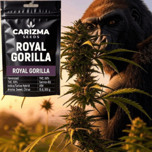 Royal Gorilla(fem)