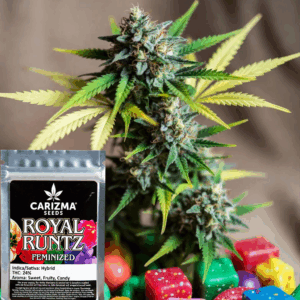 Royal Runtz(fem)