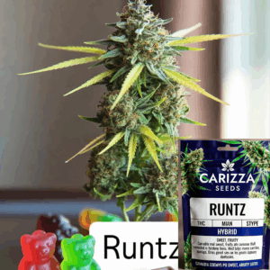 Runtz