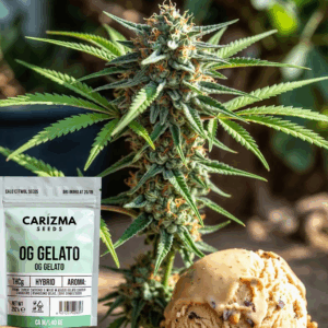 OG Gelato