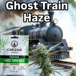 Ghost Train Haze(Fem)