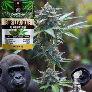 Gorilla Glue(Auto)