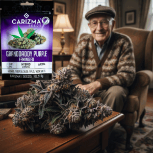 Granddaddy purple(fem)