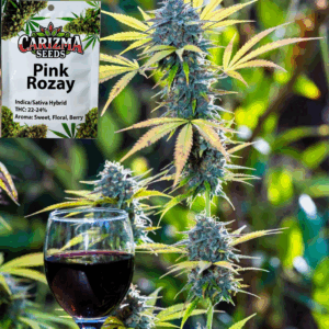 Pink Rozay(Fem)